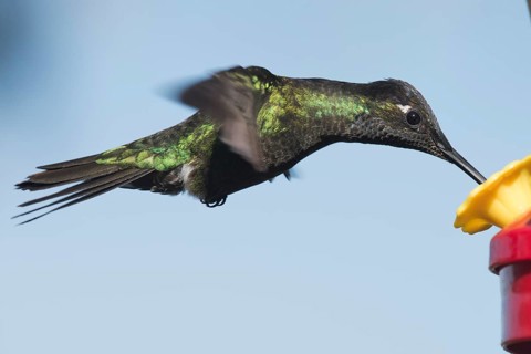 Magnificent Hummingbird (Eugene fulgens) in flight