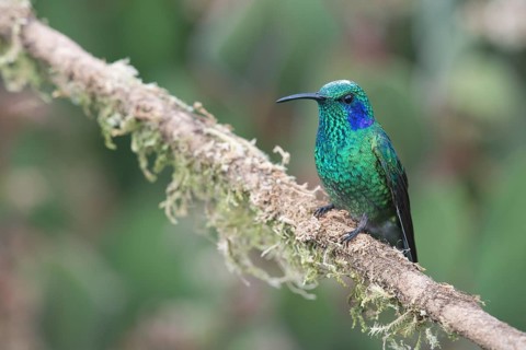Green violetear (Colibri coruscans) sitting on branch