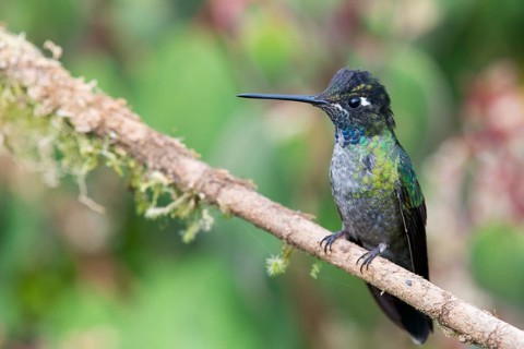Magnificent Hummingbird (Eugene fulgens) perched on a tree branch