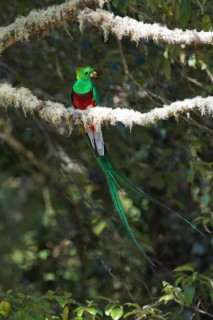 Resplendent quetzal (Pharomachrus mocinno) sitting on mossy branch