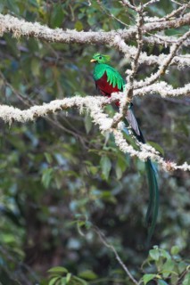 Resplendent quetzal (Pharomachrus mocinno) sitting on mossy branch