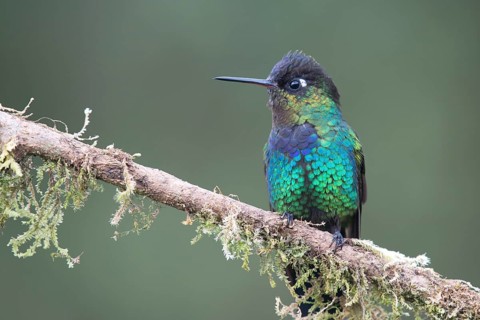 Fiery-throated hummingbird (Panterpe insignis) sitting on branch