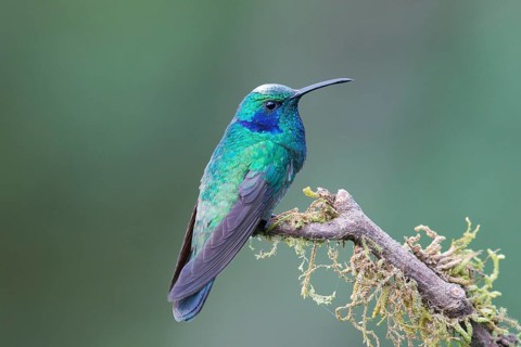 Green violetear (Colibri thalassinus) sitting on branch