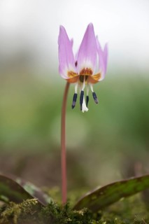 Dogtooth Violet (Erythronium dens-canis)