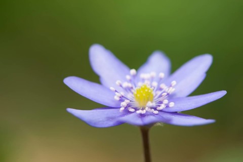 Hepatica transsilvanica (Hepatica transsylvanica)