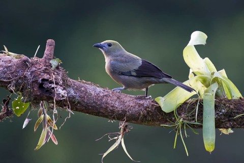 Palm tanager (Thraupis palmarum)
