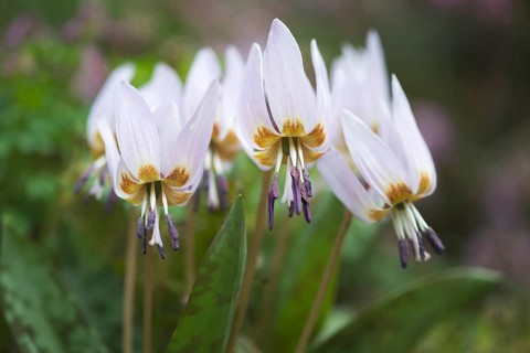 Dog's-tooth-violet (Erythronium dens-canis)