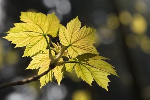 Sycamore (Acer pseudoplatanus)