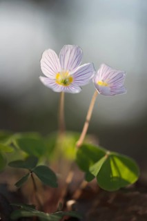 Wood sorrel (Oxalis acetosella)