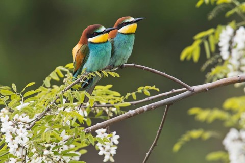 Bee-eaters (Merops apiaster)