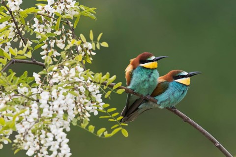 Bee-eaters (Merops apiaster)