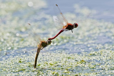 Ruddy Darter (Sympetrum sanguineum)