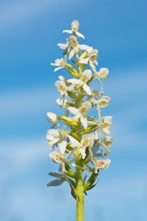 Lesser Butterfly Orchid (Platanthera bifolia)