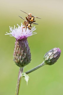 Sicus ferrugineus (Sicus ferrugineus)