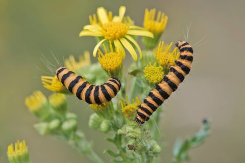 Caterpillars from Cinnabar Moth (Tyria jacobaeae)