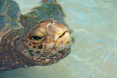 Green Sea Turtle (Chelonia mydas) in the water