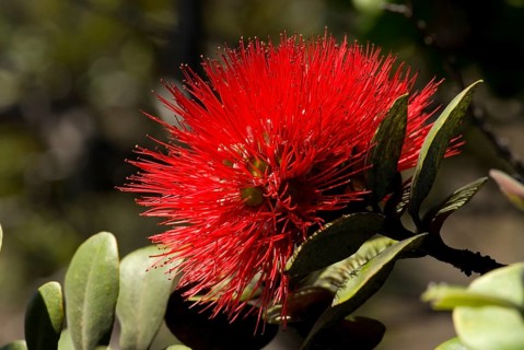 Lehua flower (Metrosideros polymorpha)