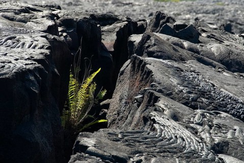 Ferns in lava crack