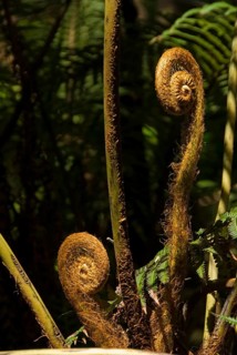 Tree Fern (Cyatheales)