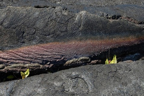 Ferns in lava crack