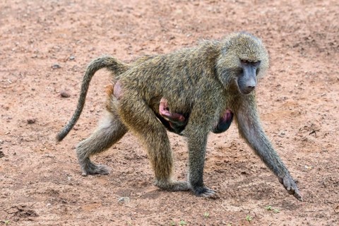 Anubis baboon or olive baboon (Papio anubis)
