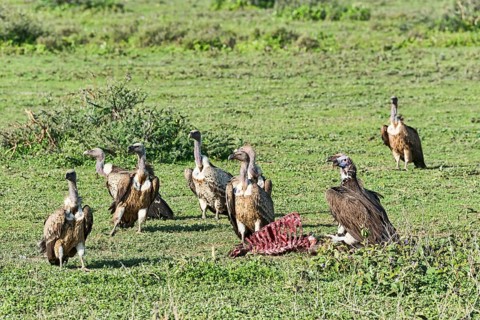Griffon vultures (Gyps fulvus)