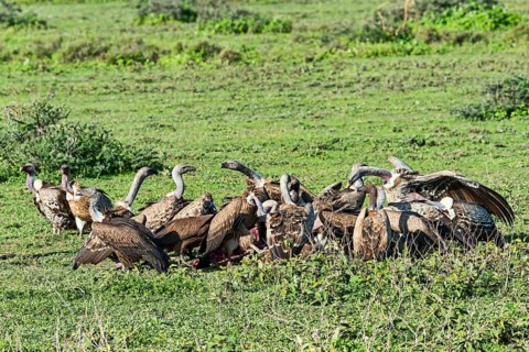 Griffon vultures (Gyps fulvus)
