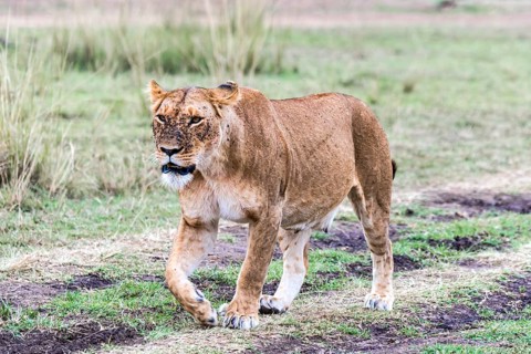 Lioness (Panthera leo)