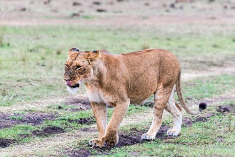 Lioness (Panthera leo)