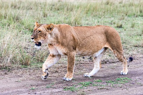 Lioness (Panthera leo)
