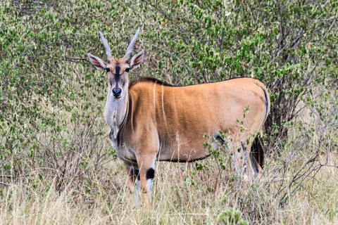 Common eland (Taurotragus oryx)
