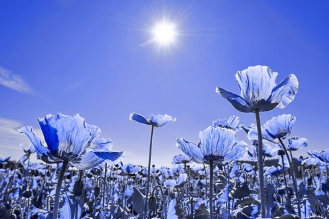 Field with flowering Opium Poppy (Papaver somniferum)