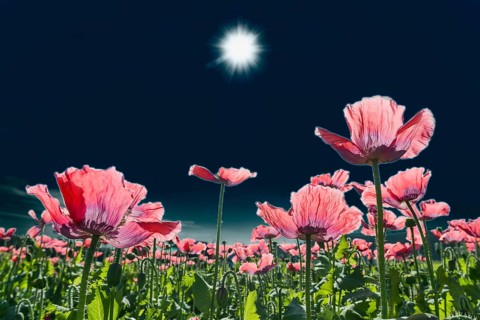 Field with flowering Opium Poppy (Papaver somniferum)