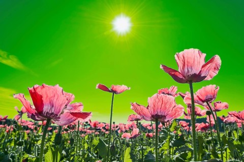 Field with flowering Opium Poppy (Papaver somniferum)
