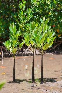 Red Mangrove (Rhizophora mangle)