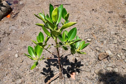 Red Mangrove (Rhizophora mangle)