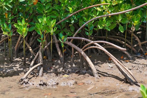 Red Mangrove (Rhizophora mangle)