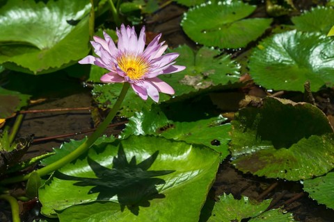 Lotus flower (Nelumbo sp.)