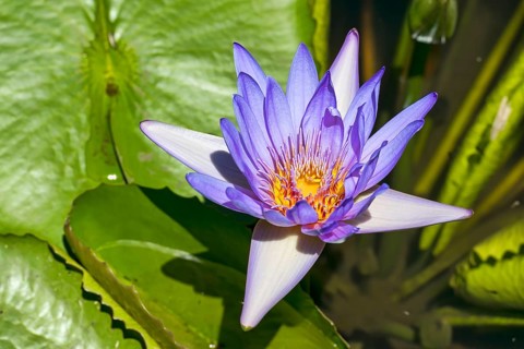 Lotus flower (Nelumbo)