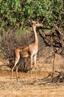 Waller's gazelle