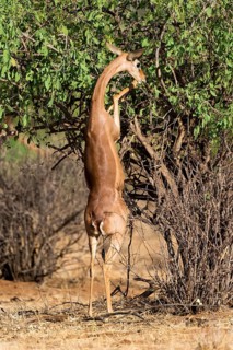 Waller's gazelle