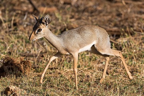 Dik-dik (Madoqua)