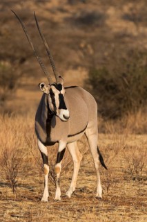 East African oryx or beisa (Oryx beisa)