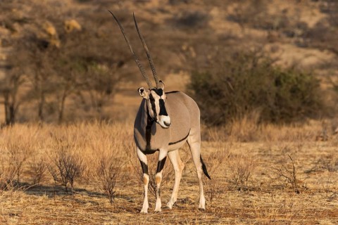 East African oryx or beisa (Oryx beisa)