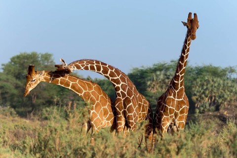 Three Somali giraffes or reticulated giraffes (Giraffa reticulata camelopardalis)
