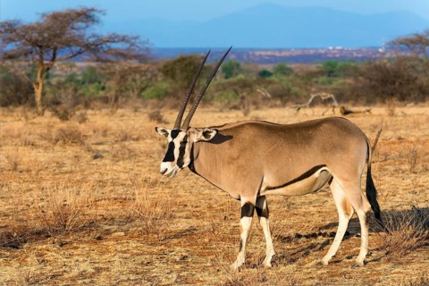East African oryx or beisa (Oryx beisa)