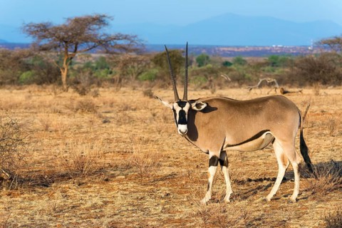 East African oryx or beisa (Oryx beisa)