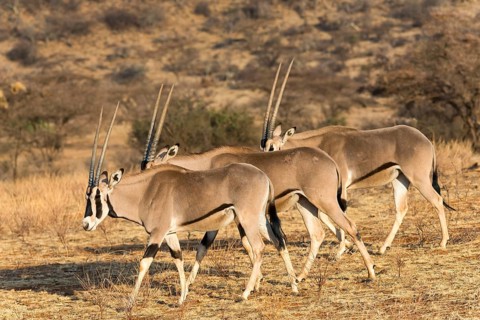 Several East African oryx or beisa (Oryx beisa) in succession