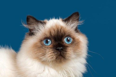 British longhair cat