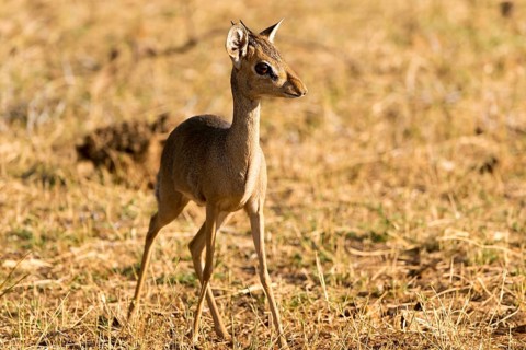 Gunther's dik-dik (Madoqua guentheri)